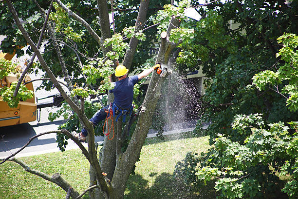 Best Tree and Shrub Care  in Beaver Dam Lake, NY