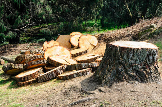 Leaf Removal in Beaver Dam Lake, NY